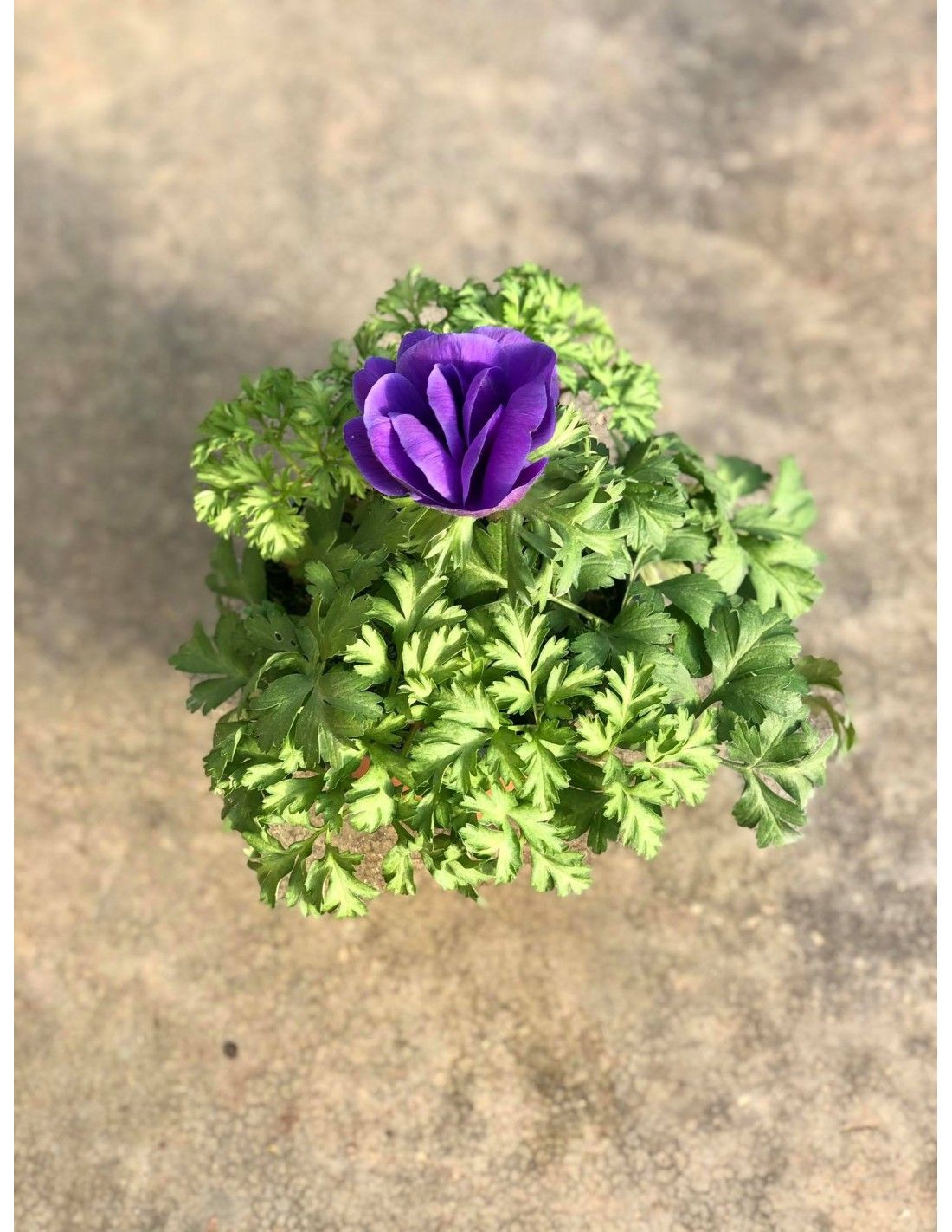 Anemone