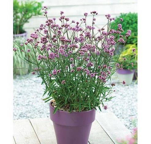 Verbena Bonariensis