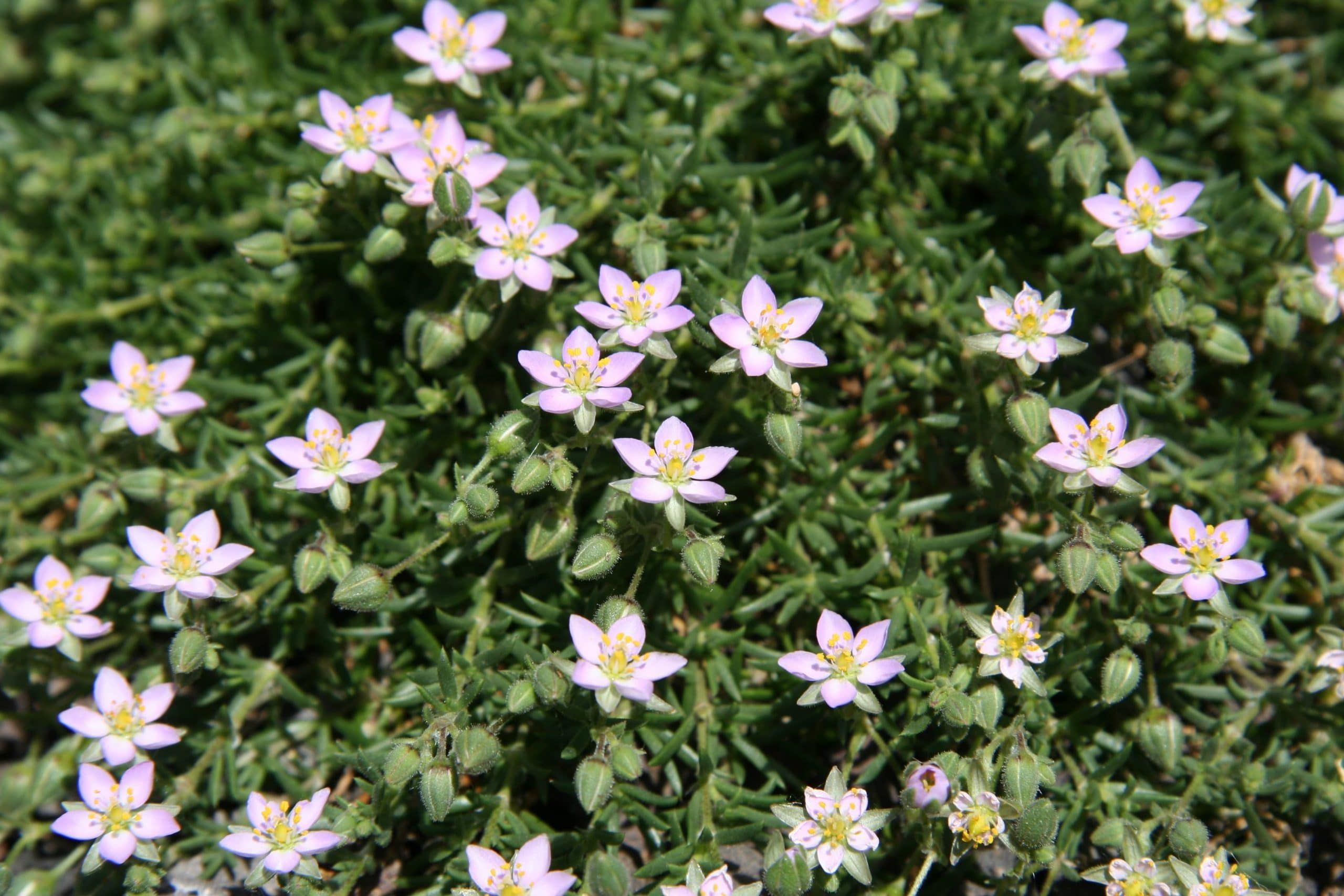 Frankenia Laevis