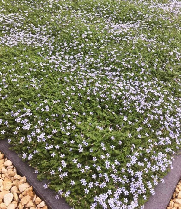 Isotoma fluviatilis