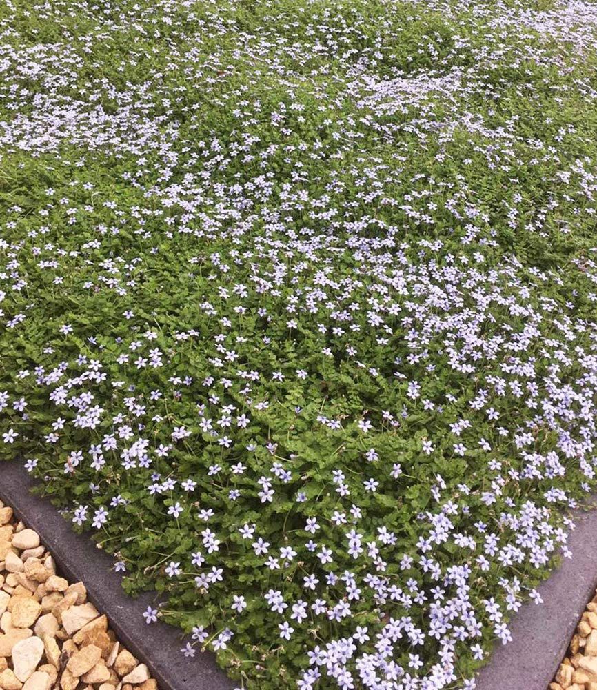 Isotoma fluviatilis