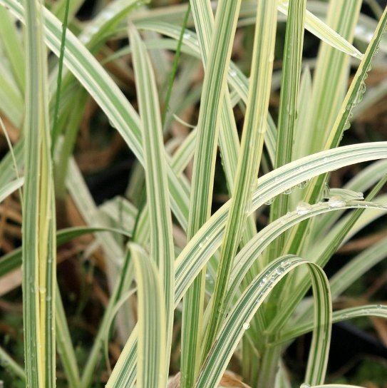 Gramigna Variegata
