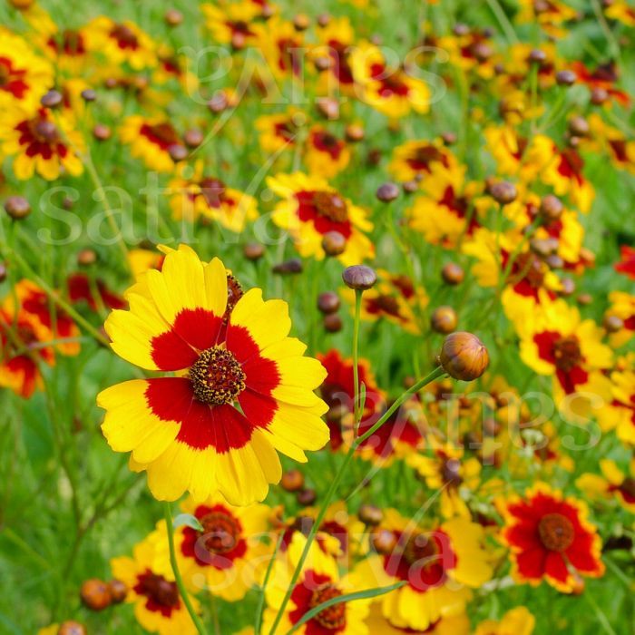 Coreopsis - immagine 2
