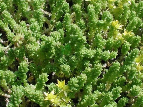 Sedum Acre