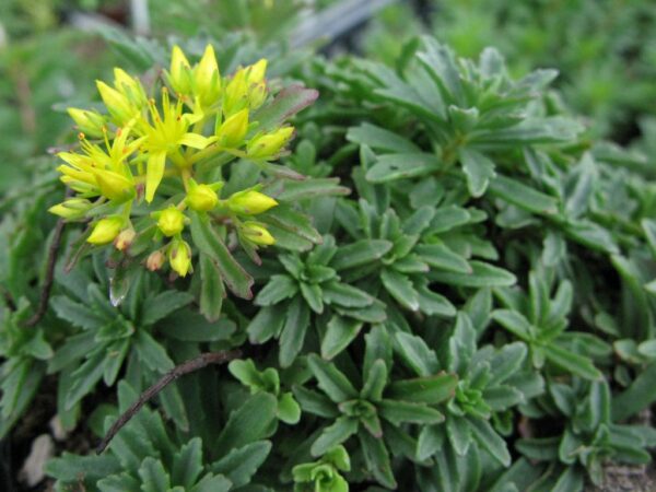 Sedum Aizoon