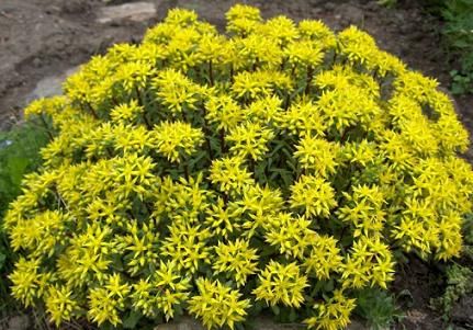 Sedum Floriferum Weihenstephaner Gold