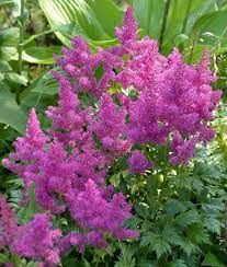 Astilbe Chinensis Pumila