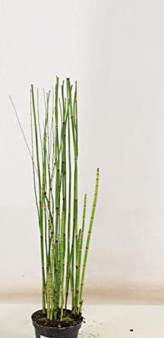 Equisetum Japonicum