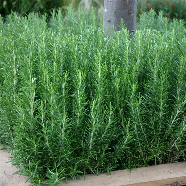 Rosmarino officinale "Rosmarinus officinalis" - immagine 2