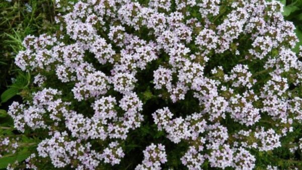 Timo "Thymus"