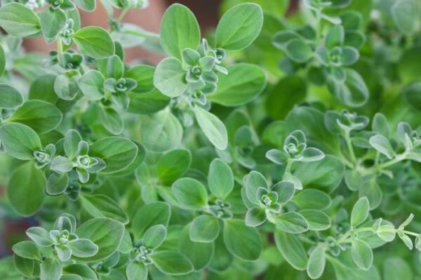 Maggiorana "Origanum Majorana"