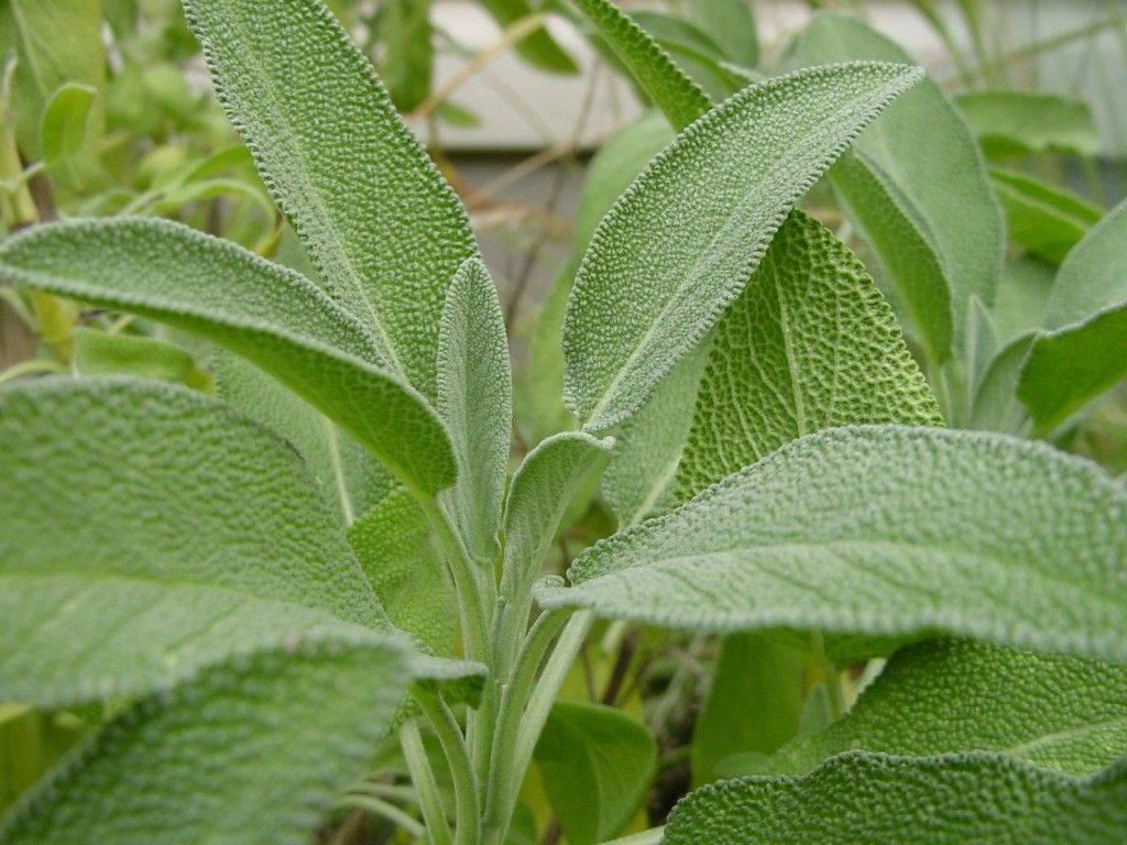 Salvia officinalis