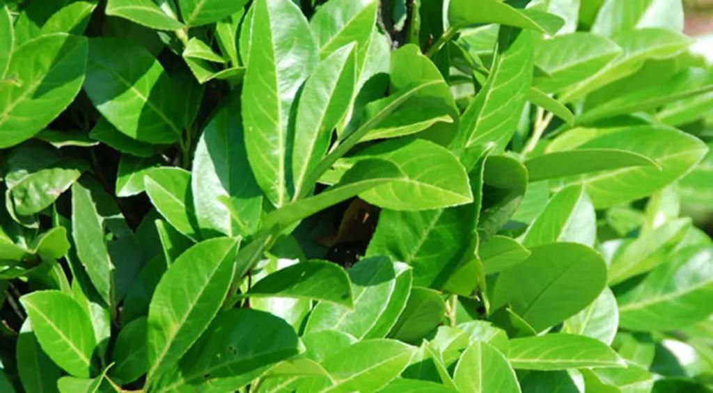 Lauro ceraso "Prunus laurocerasus "