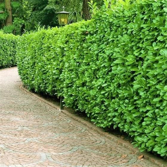 Lauro ceraso "Prunus laurocerasus " - immagine 2