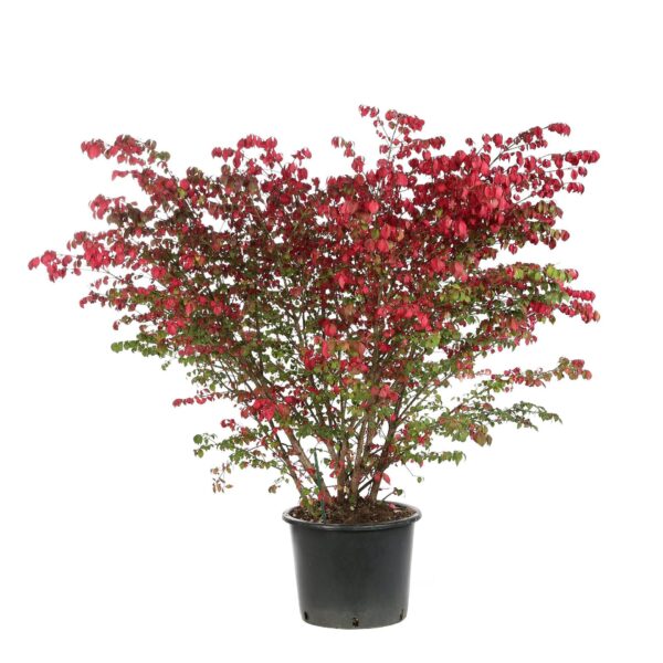 Euonymus Alatus