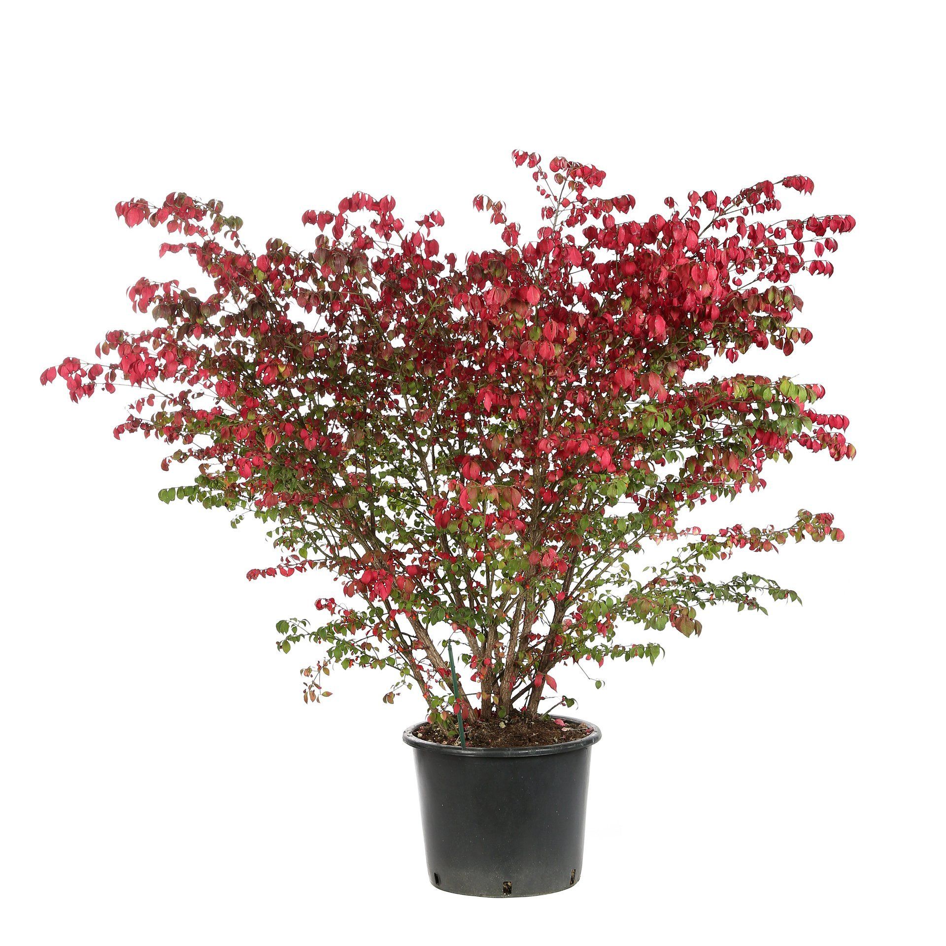 Euonymus Alatus