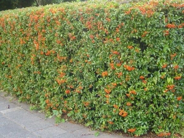 Pyracantha