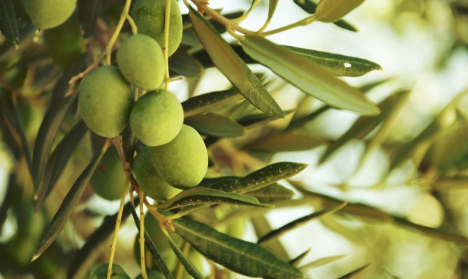 Olivo da olio "Olea Europaea"