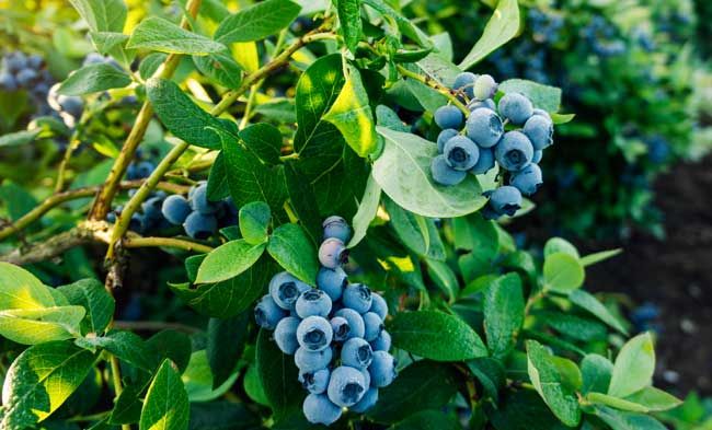 Mirtillo Nero (Vaccinium corymbosum) - immagine 2