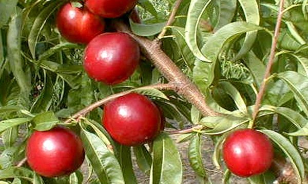 Pesco Noce o Nettarina (Prunus Persica)