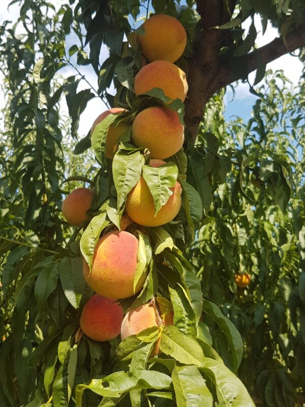 Pesco Percoca