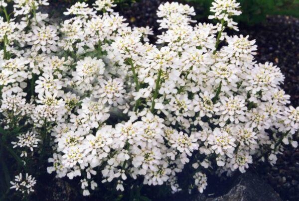Iberis Sempervirens