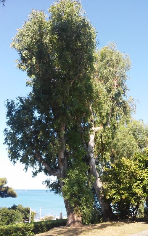 Eucalipto - "Eucalyptus camaldulensis"