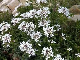 Iberis Sempervirens - immagine 2