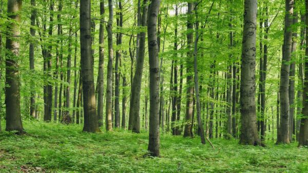 Piante forestali da rinforestazione
