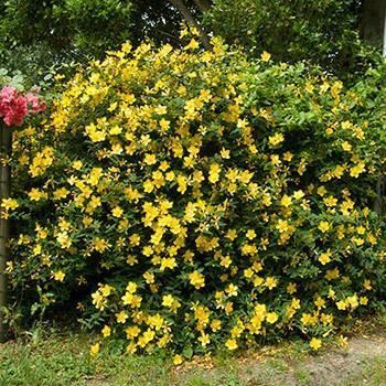 Iperico - "Hypericum calycinum"