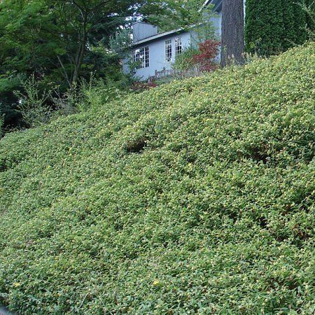 Iperico - "Hypericum calycinum" - immagine 3
