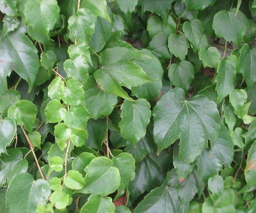 Vite Canadese (Ampelopsis Brevipedunculata)