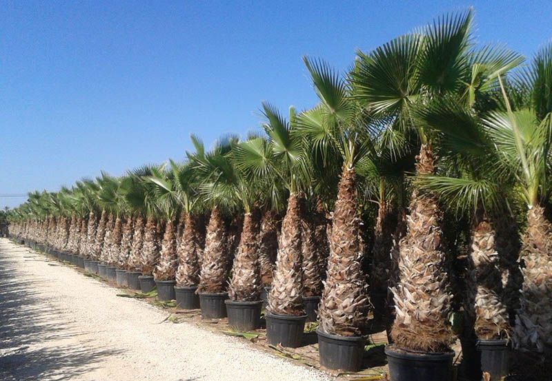 Washingtonia "robusta" - immagine 2