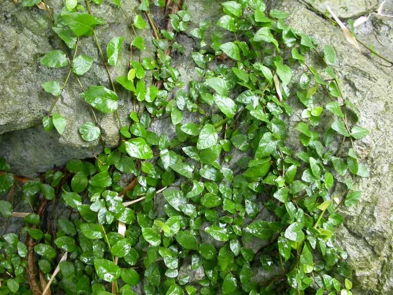 Ficus Repens - Ficus rampicante (Ficus Pumila)