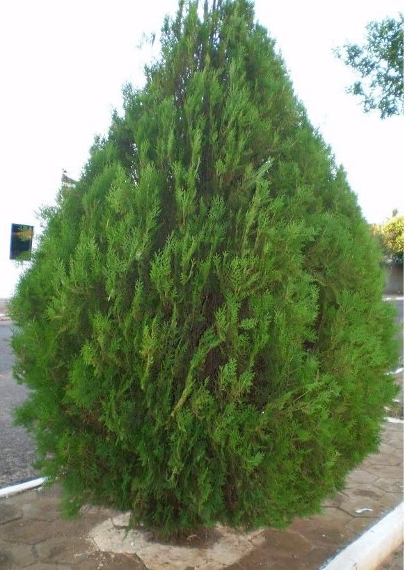 Thuja