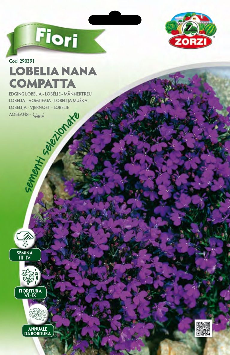 Lobelia Nana Compatta