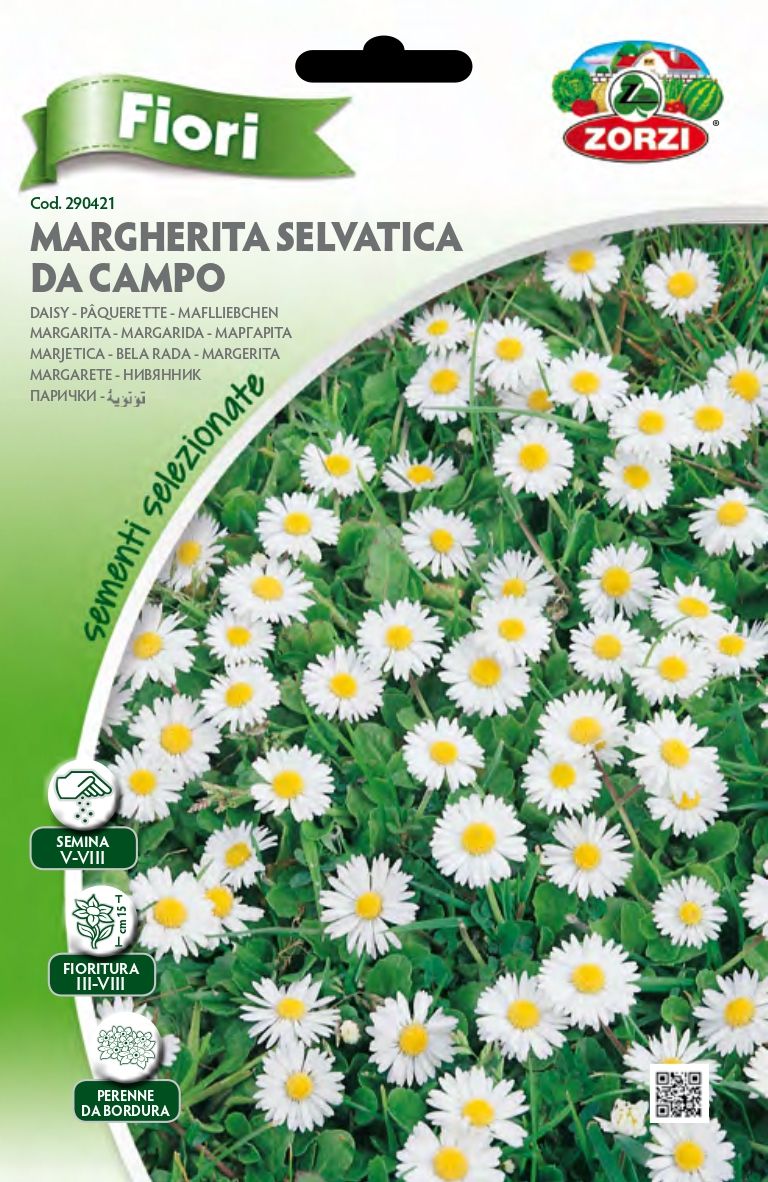 Margherita Selvatica da Campo