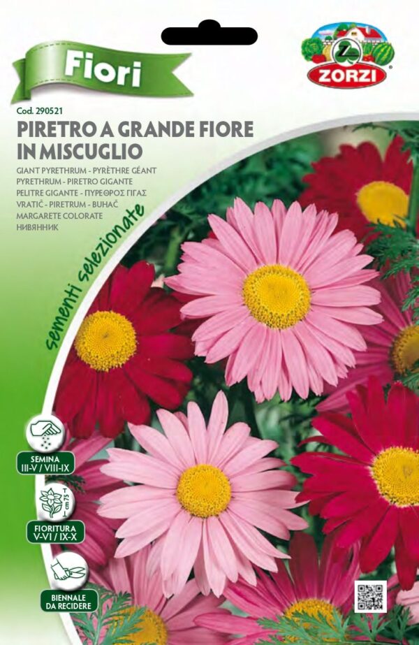 Piretro a Grande fiore Mix