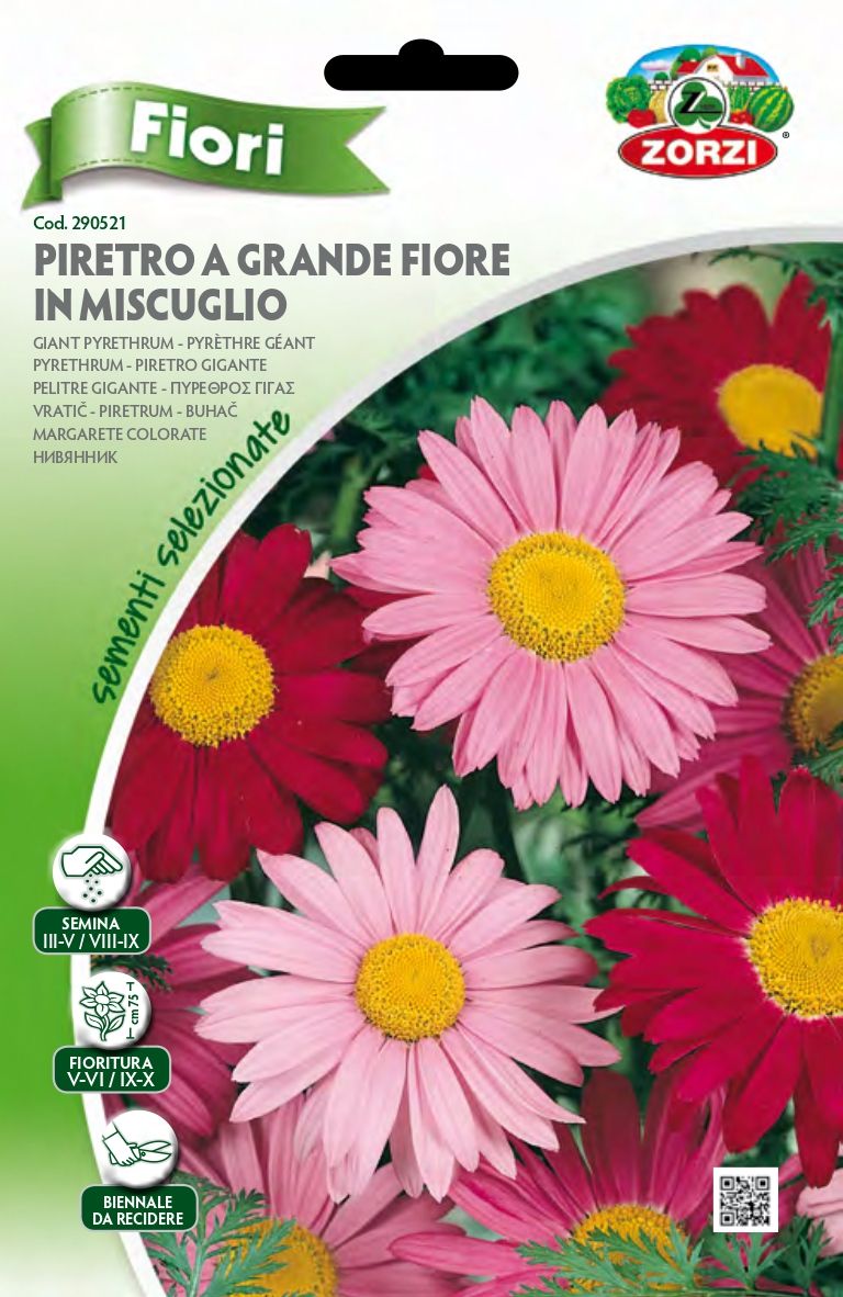 Piretro a Grande fiore Mix