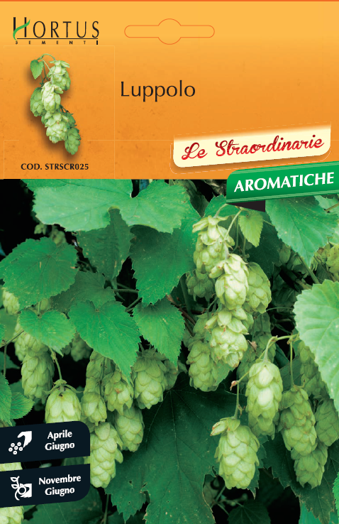 Luppolo "Humulus lupulus"
