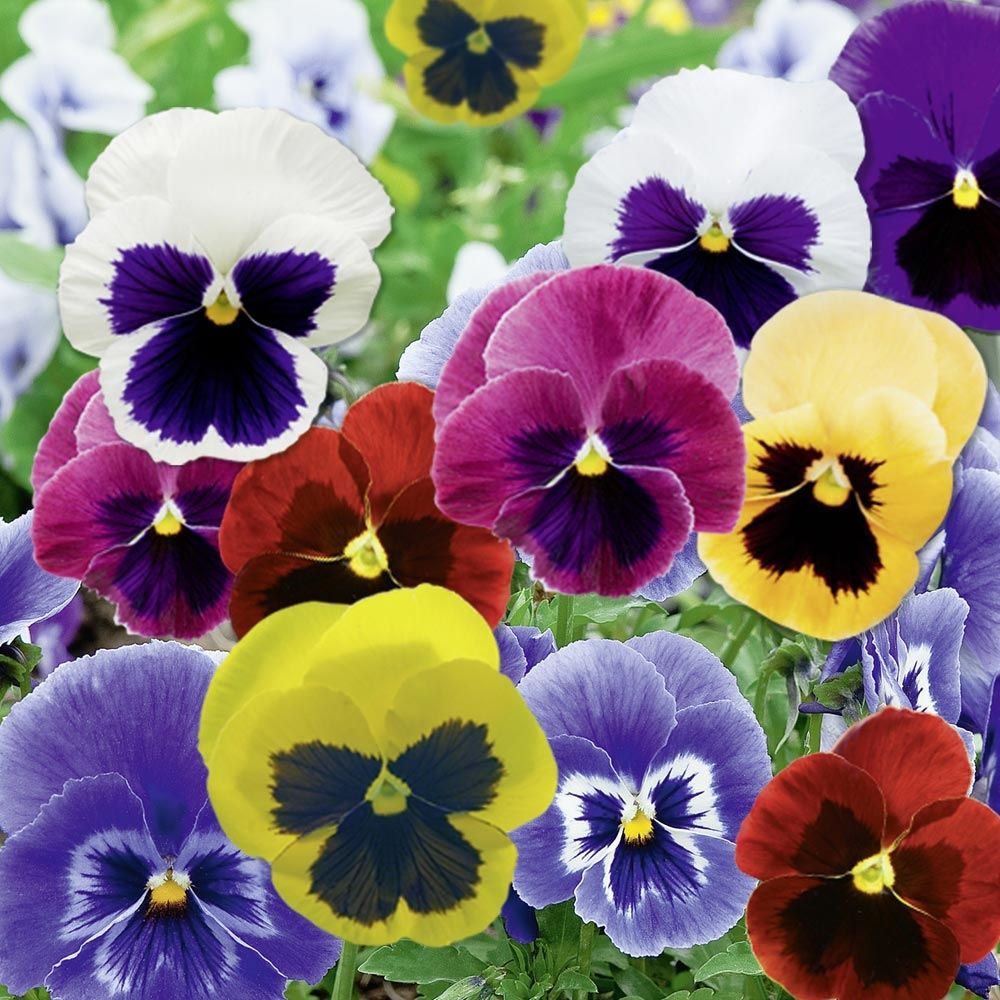 Viola Cornuta Mix