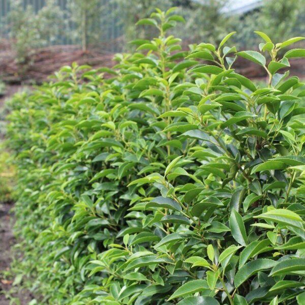 Prunus Lusitanica