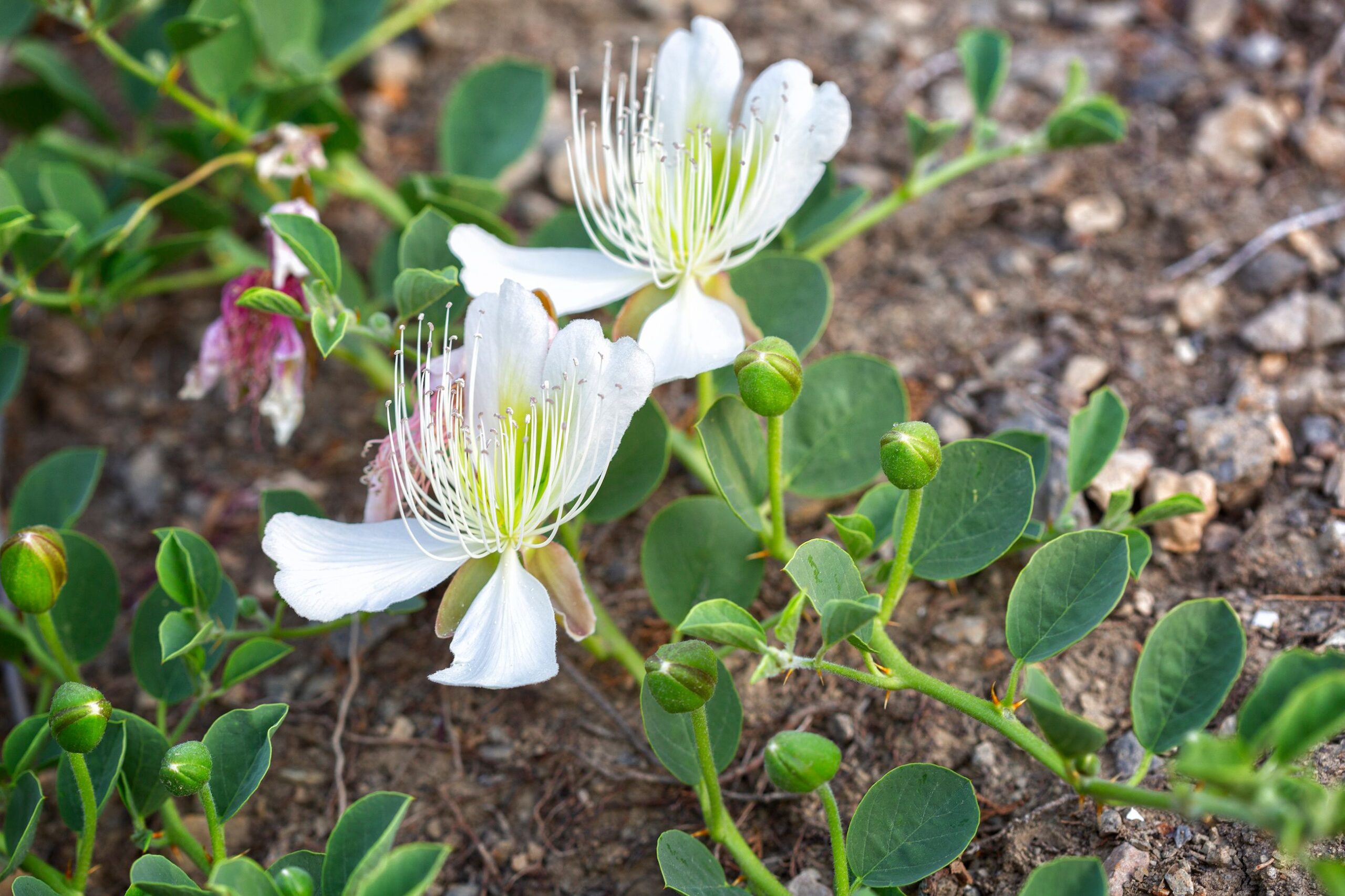 Cappero "Capparis spinosa"