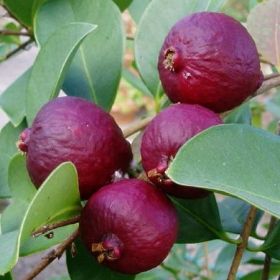Guava - " Psidium guajava "