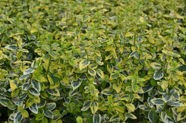 Evonimo - "Euonymus fortunei emerald gold"