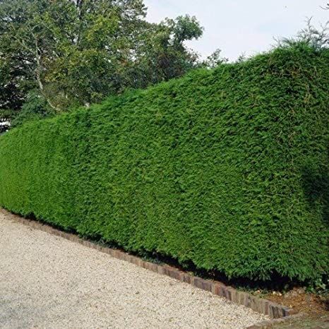 Cupressus Leylandii