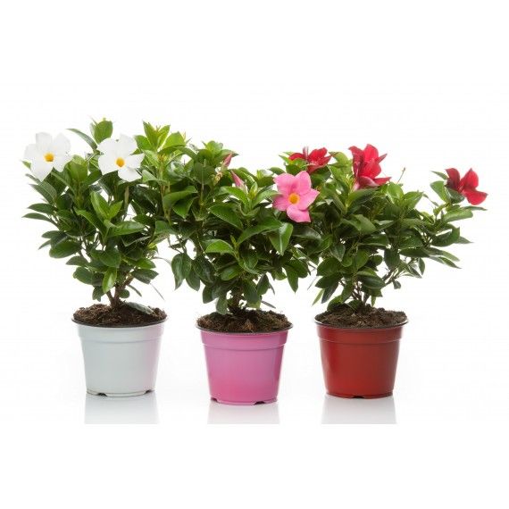 Dipladenia