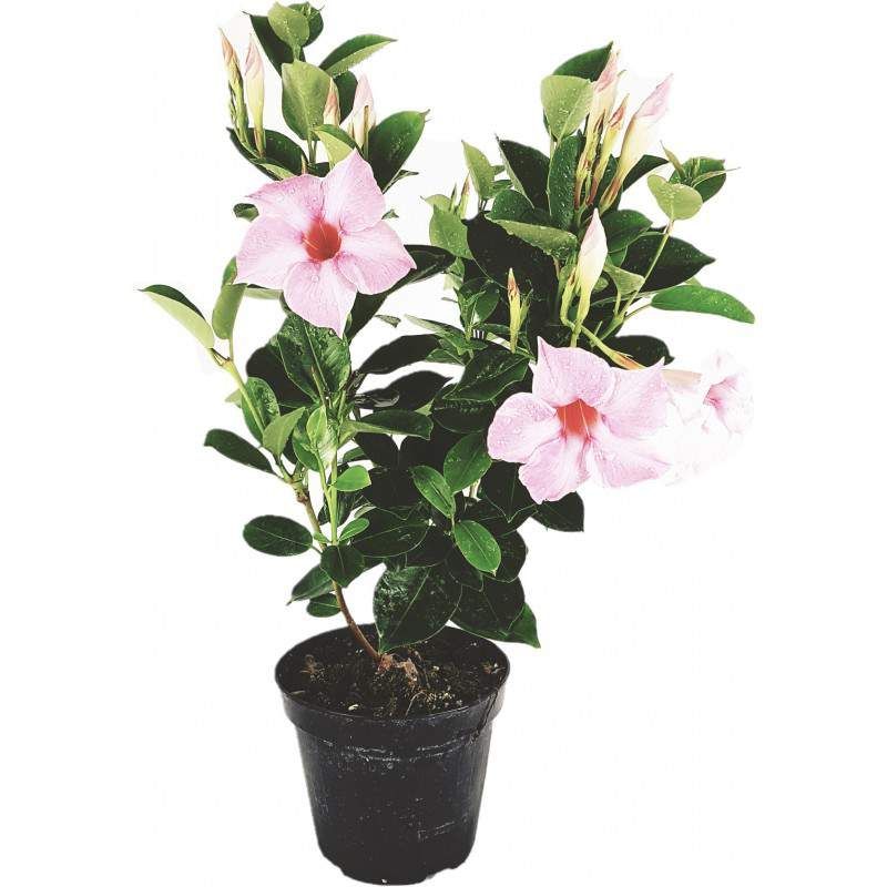 Dipladenia - immagine 2