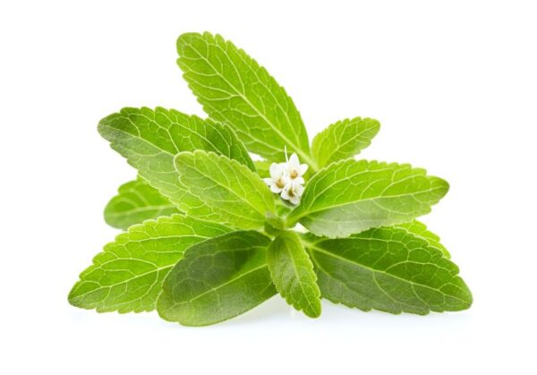 Stevia Rebaudiana Pianta dello Zucchero