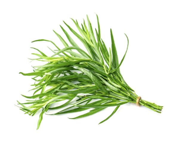 Dragoncello "Artemisia dracunculus"